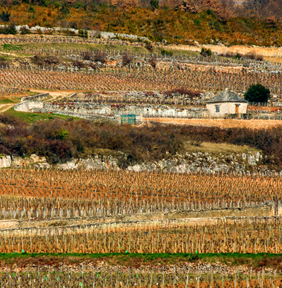 Criots-Bâtard-Montrachet