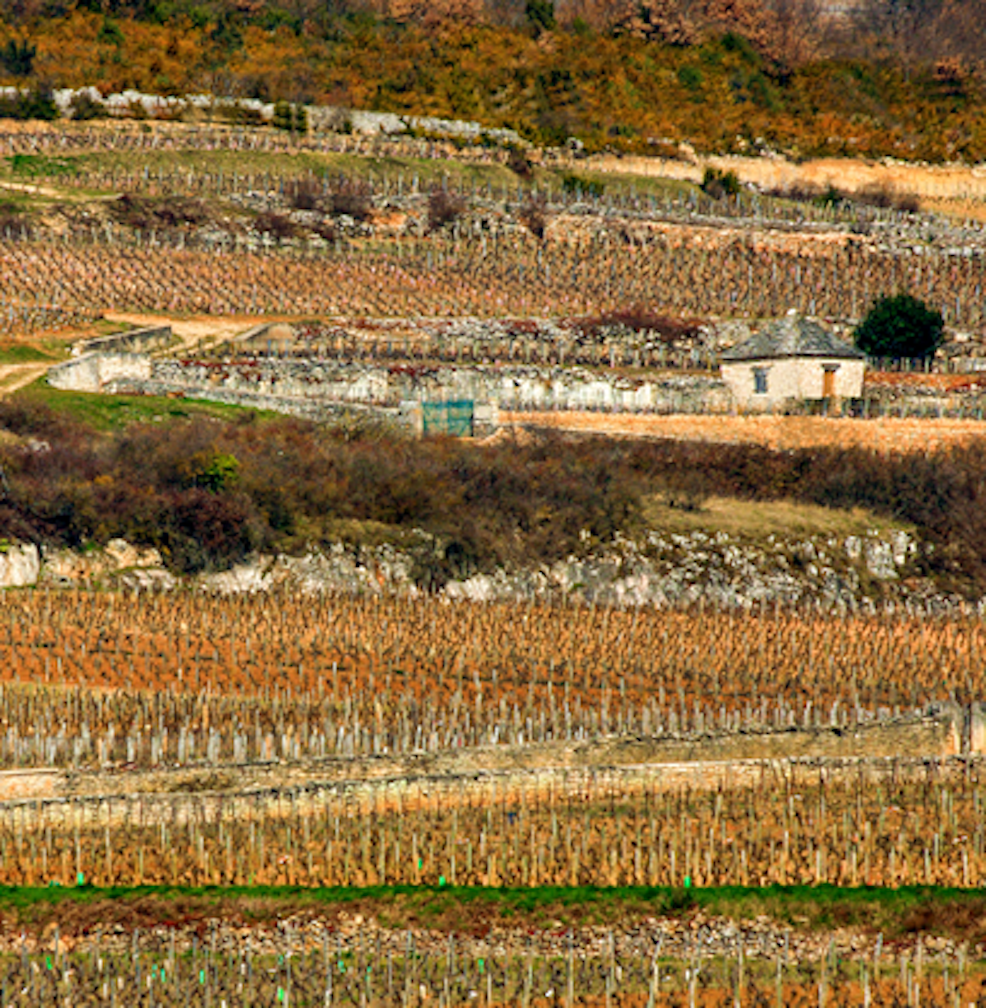 Criots-Bâtard-Montrachet
