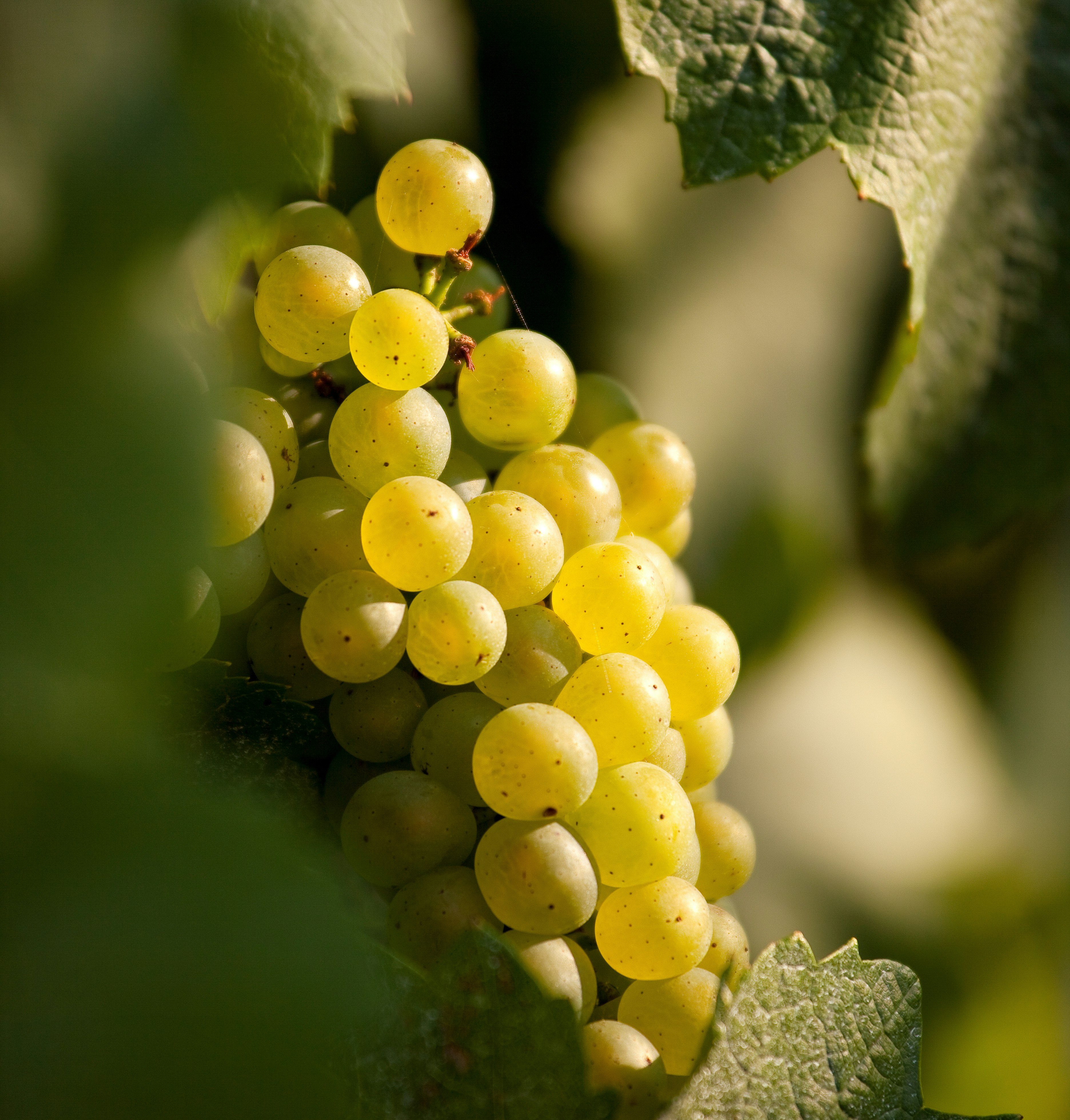 chenin blanc