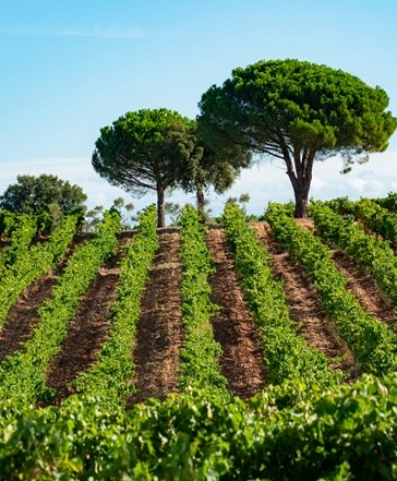 bandol vin