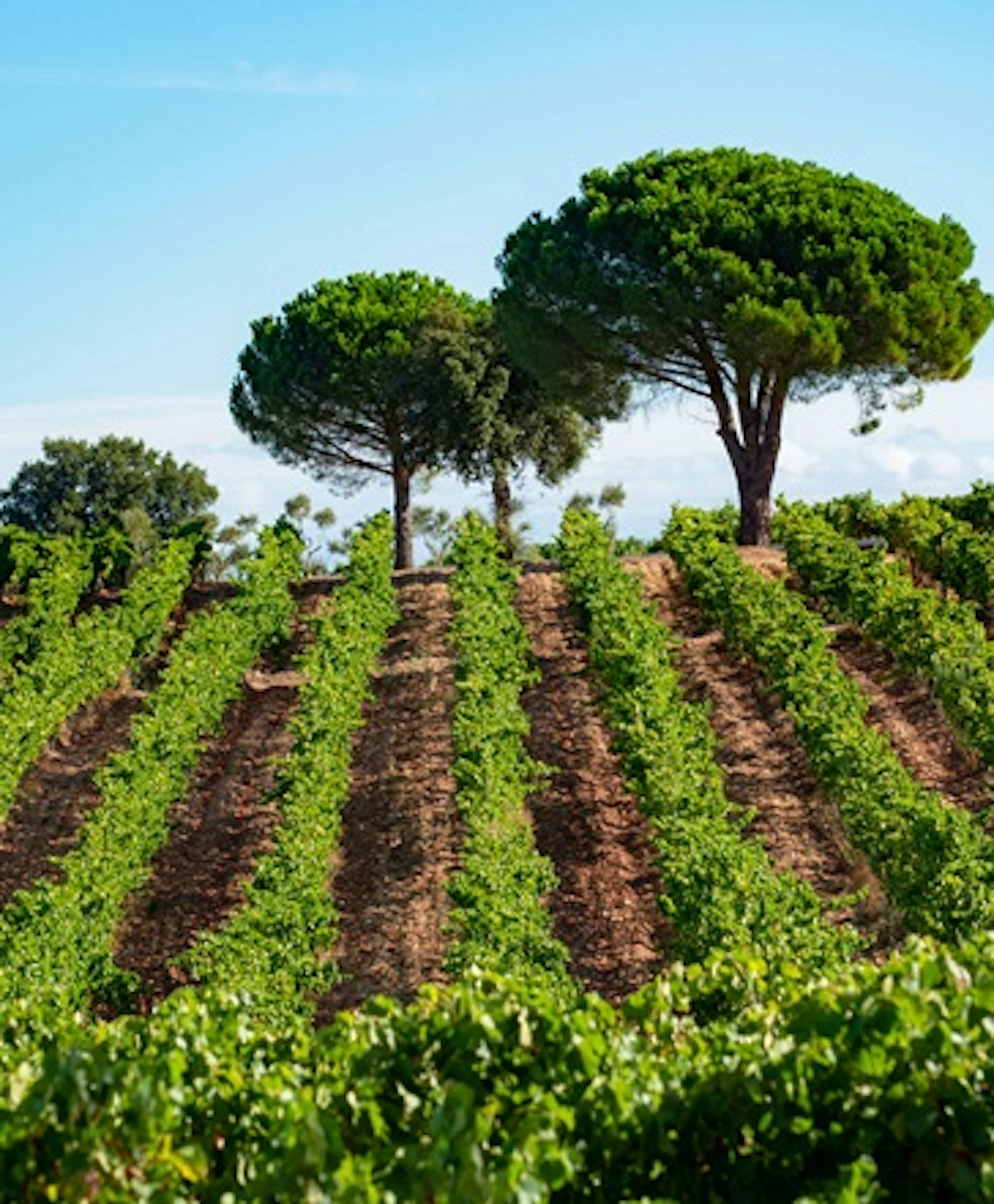bandol vin