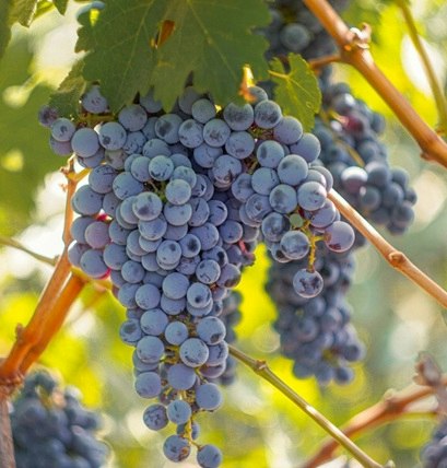 cabernet sauvignon