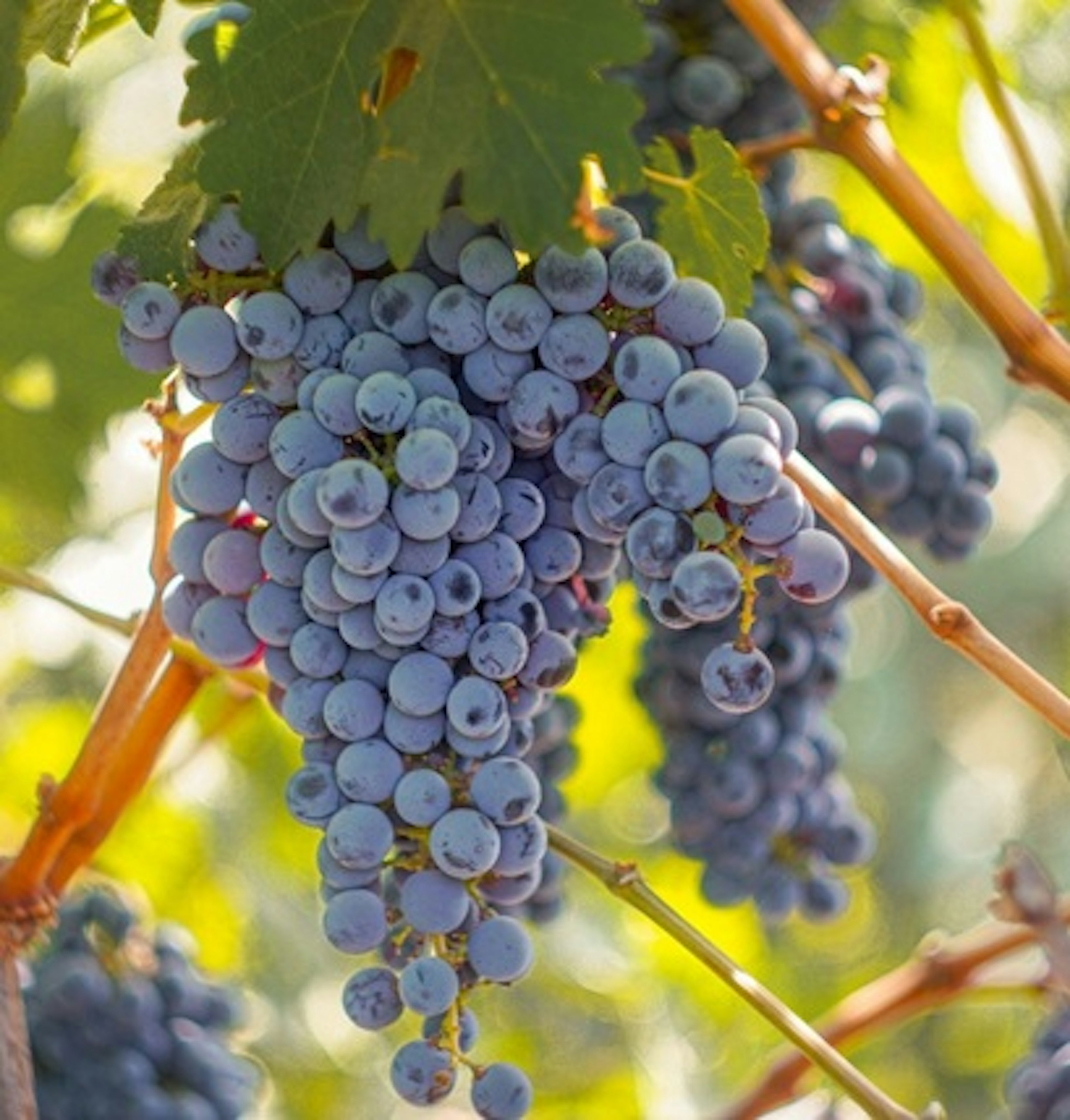 cabernet sauvignon