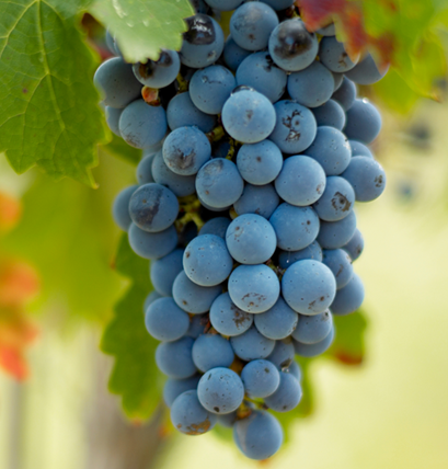 merlot
