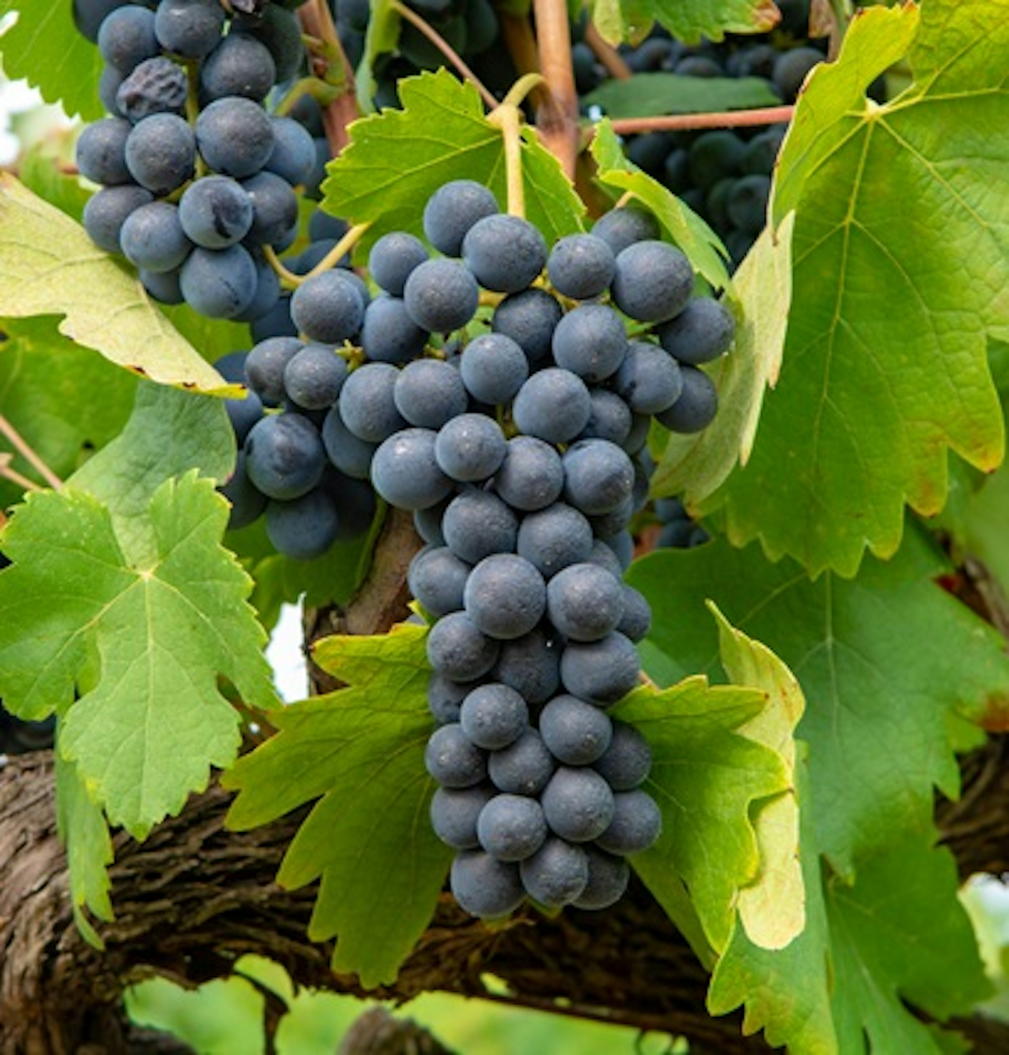 cinsault