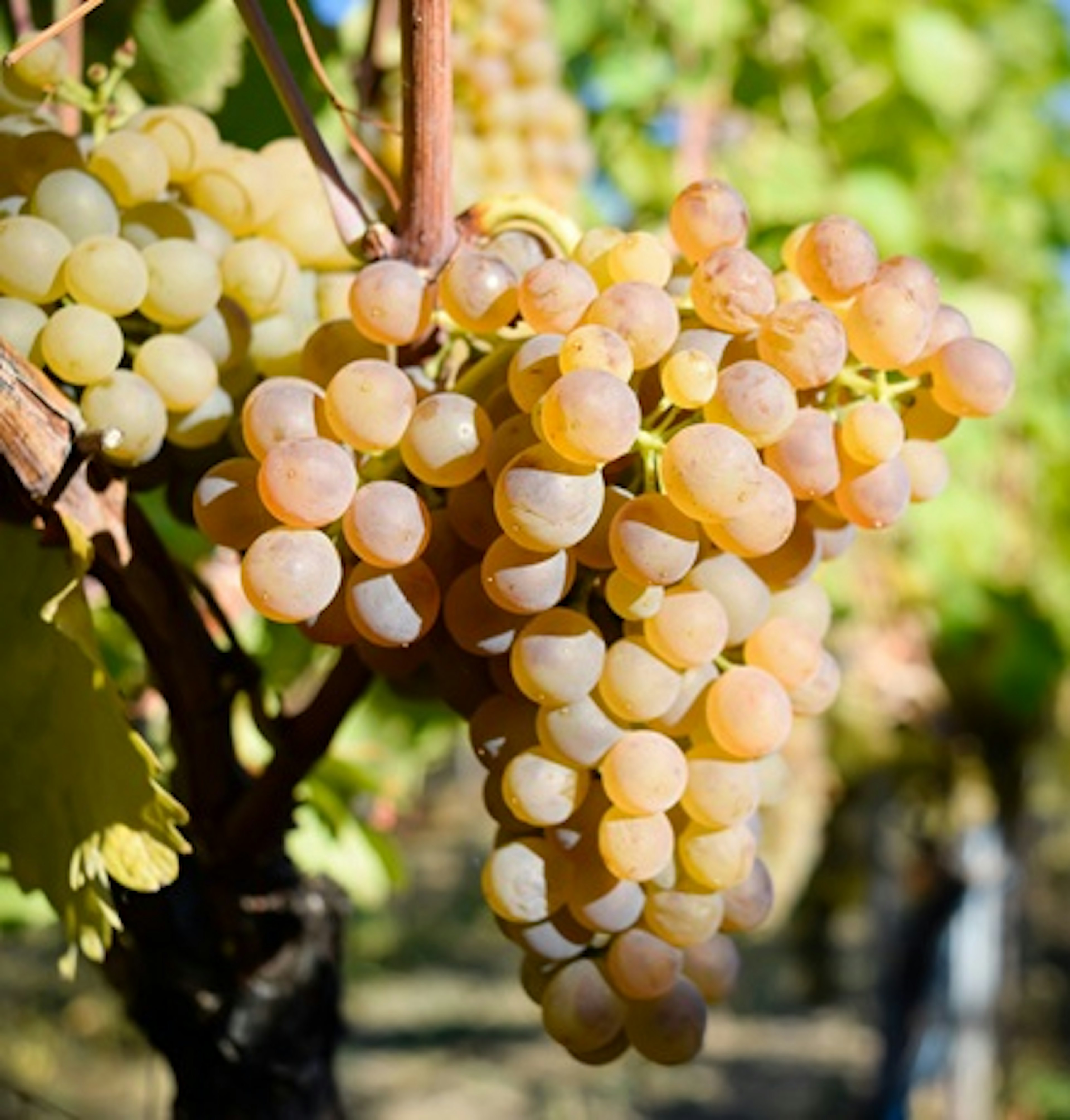 viognier