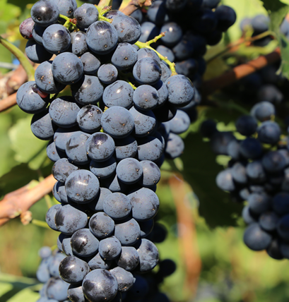 mourvèdre