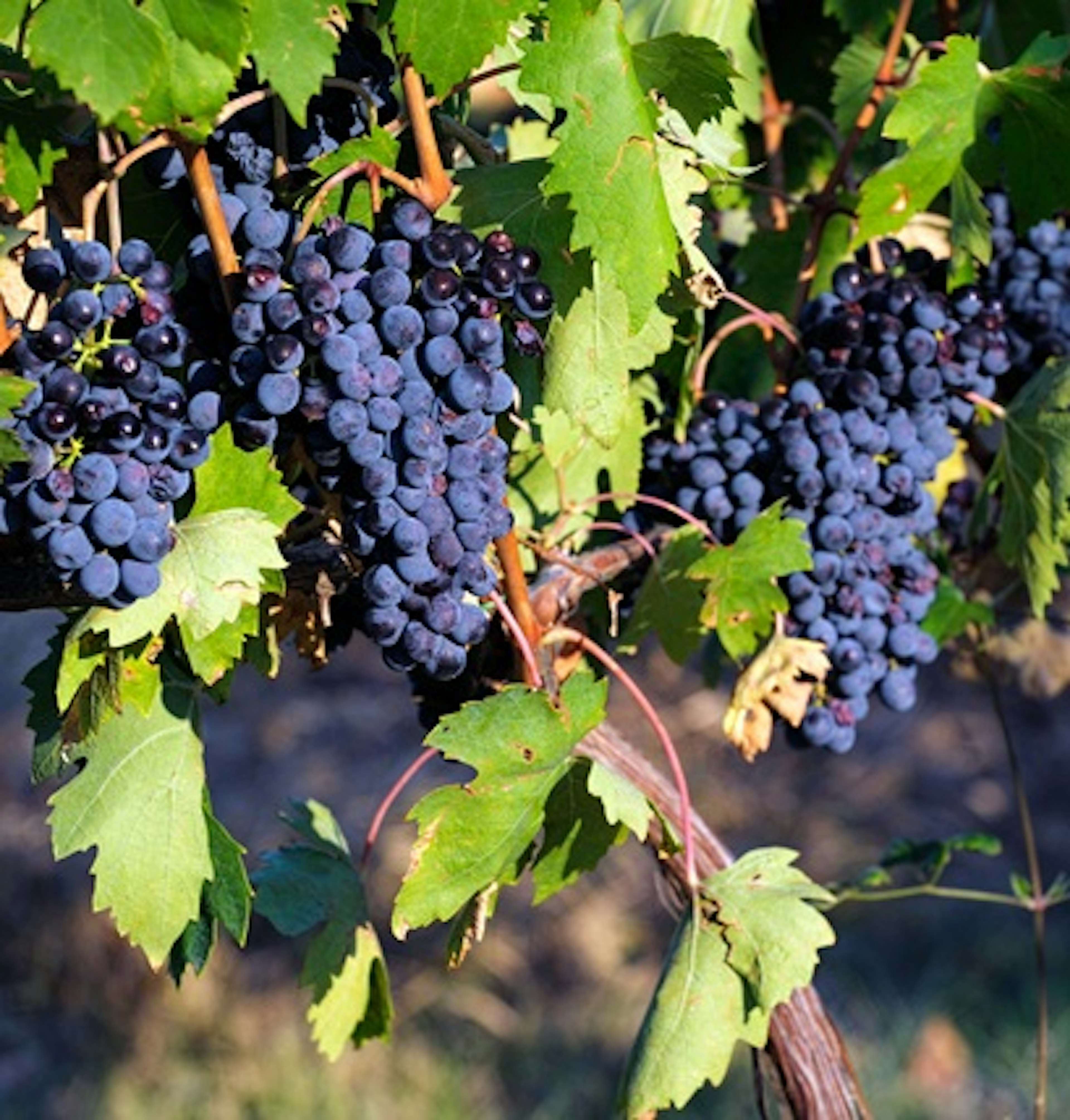 cépage sangiovese
