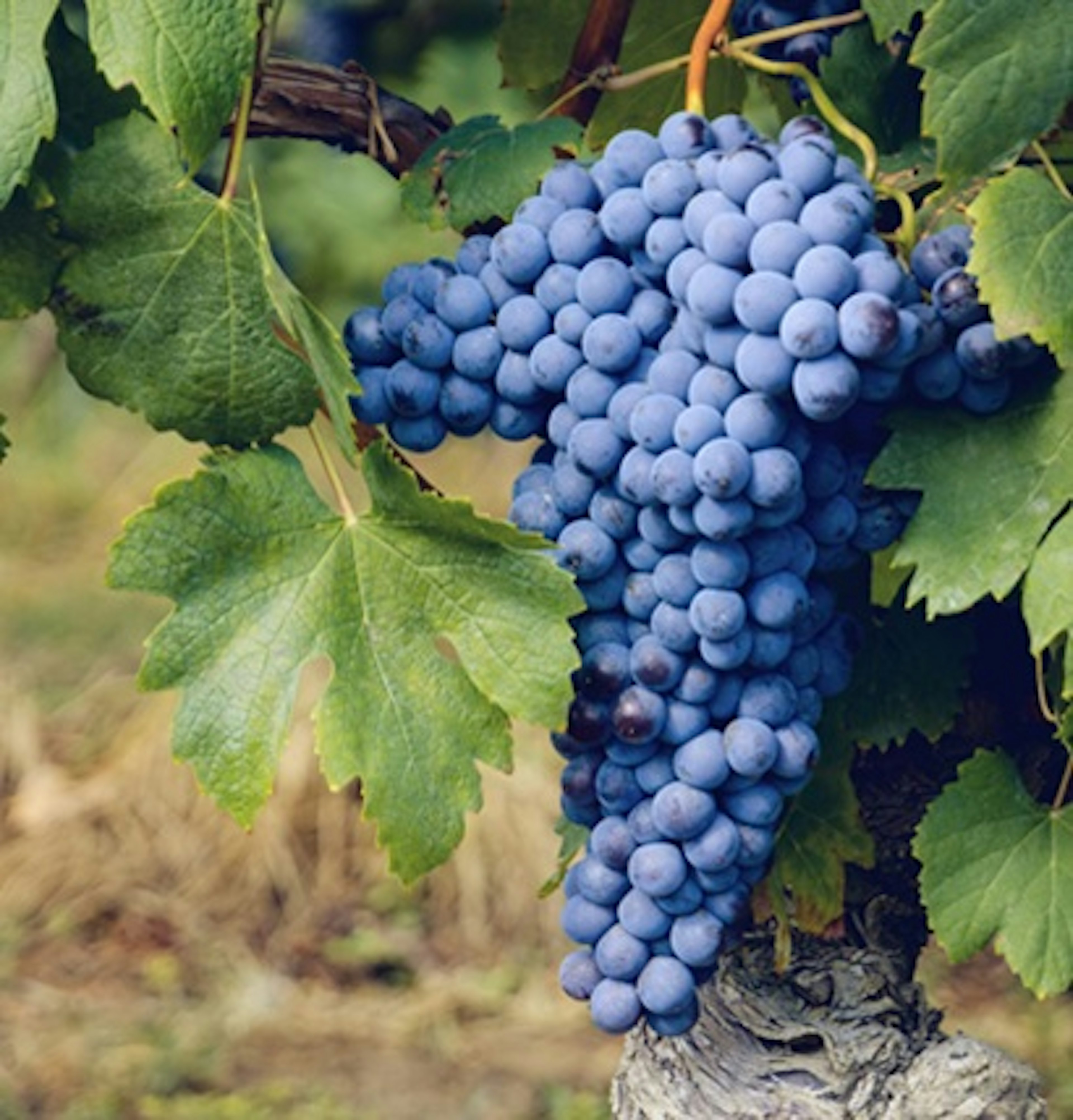 nebbiolo