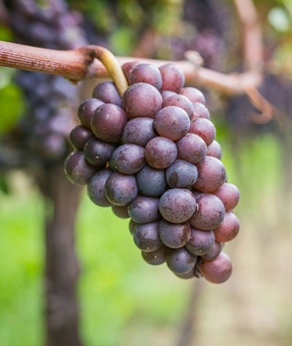 pinot gris