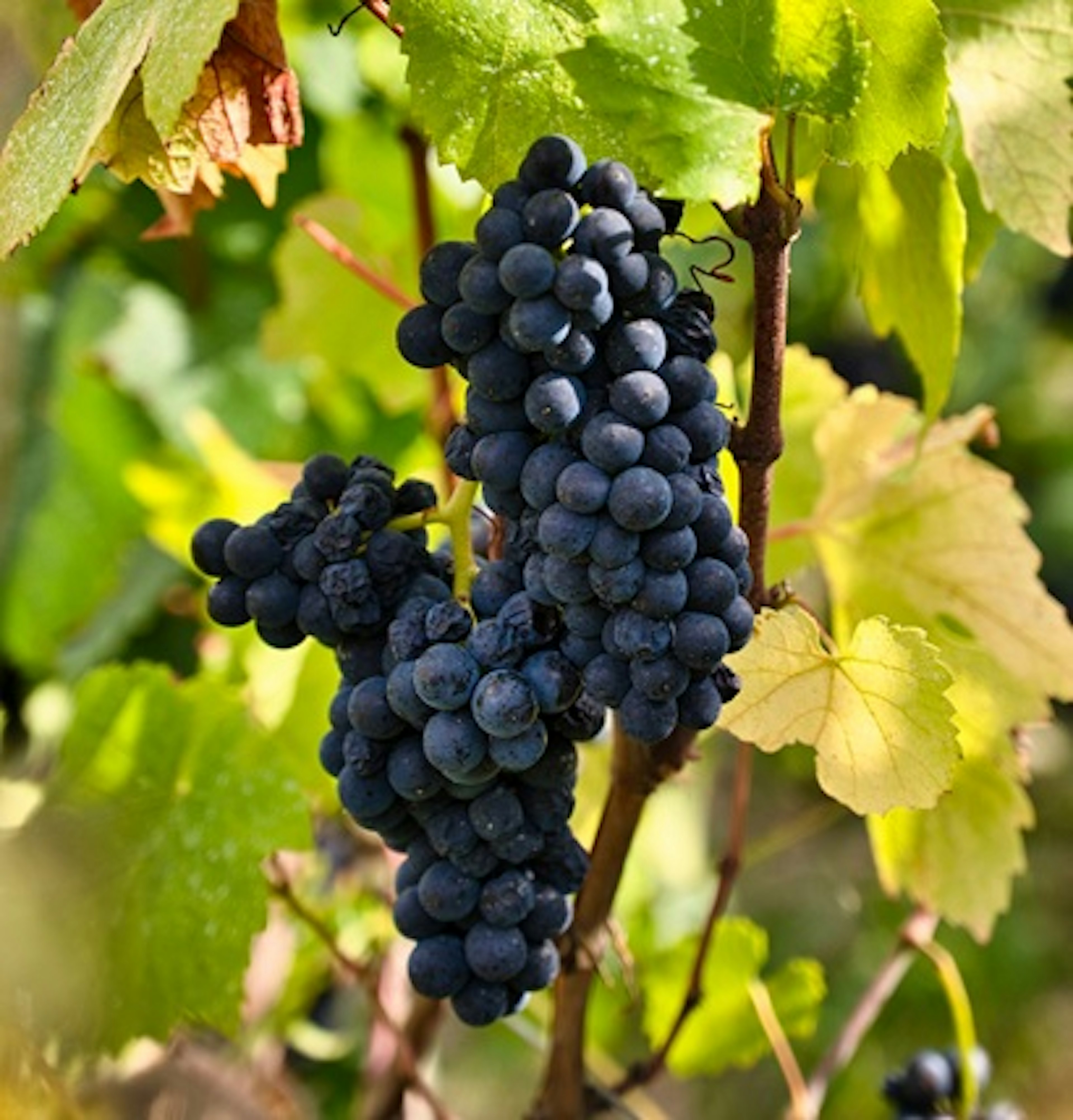 pinot meunier