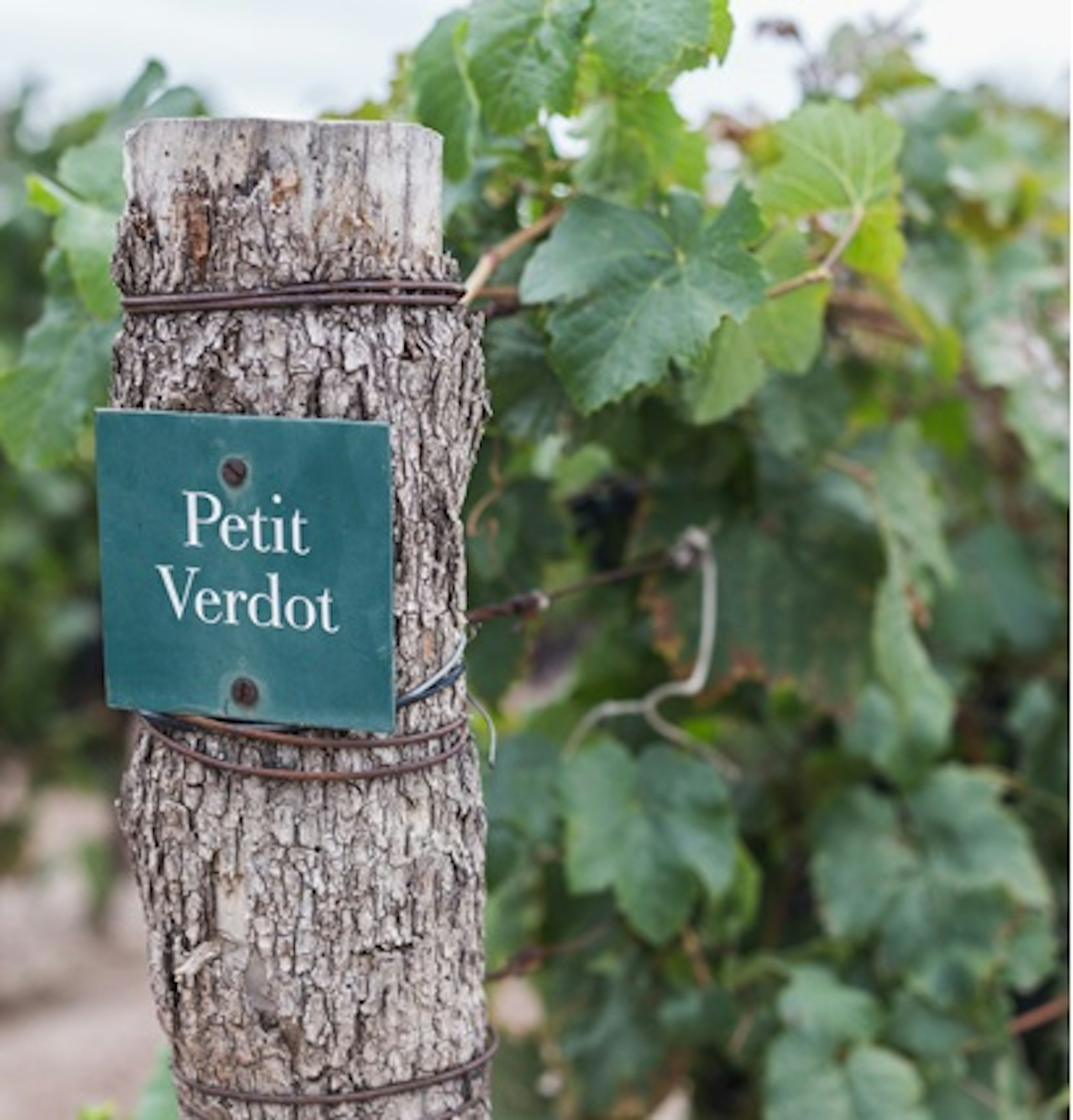 petit verdot