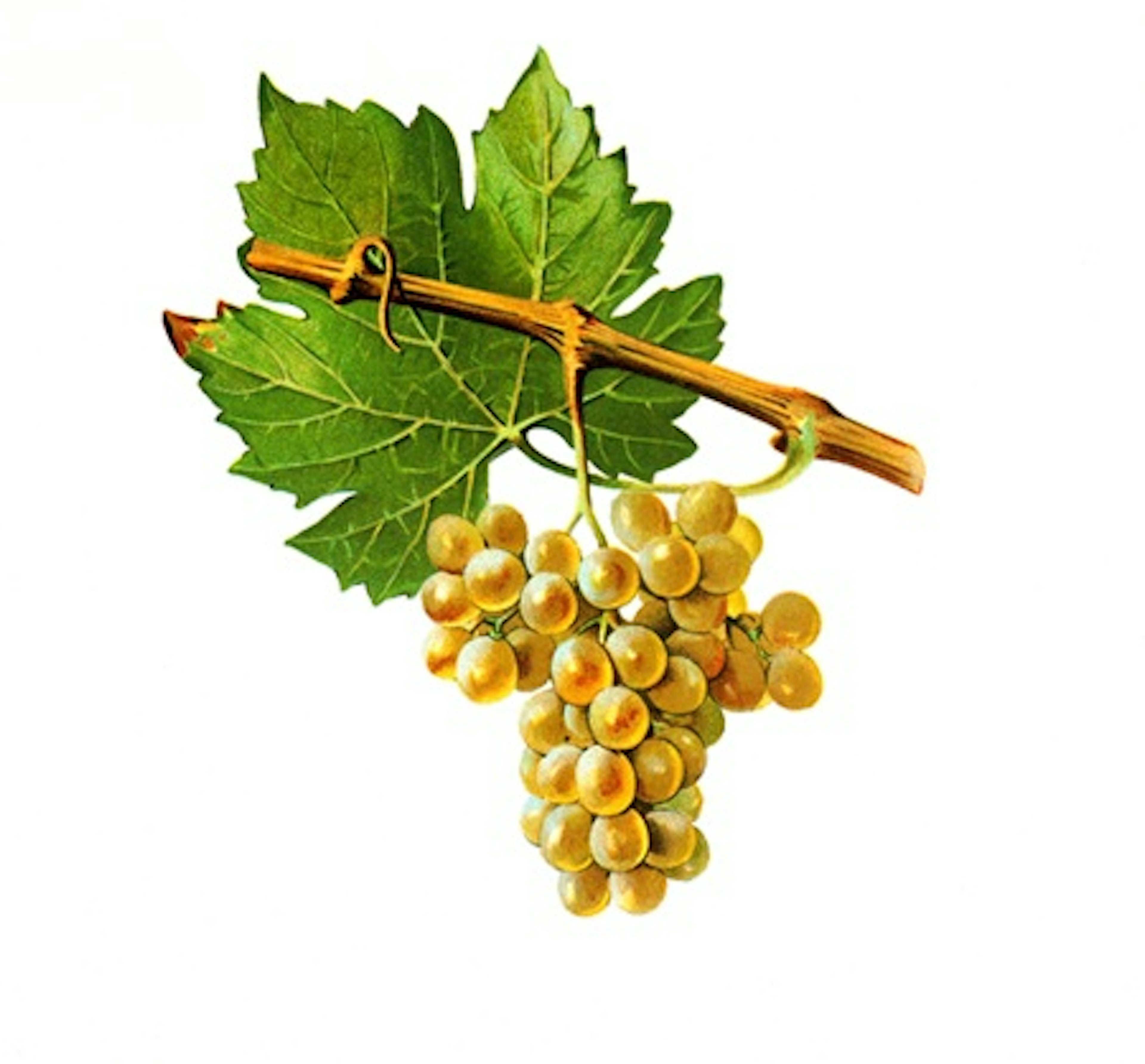 cépage Arbanne