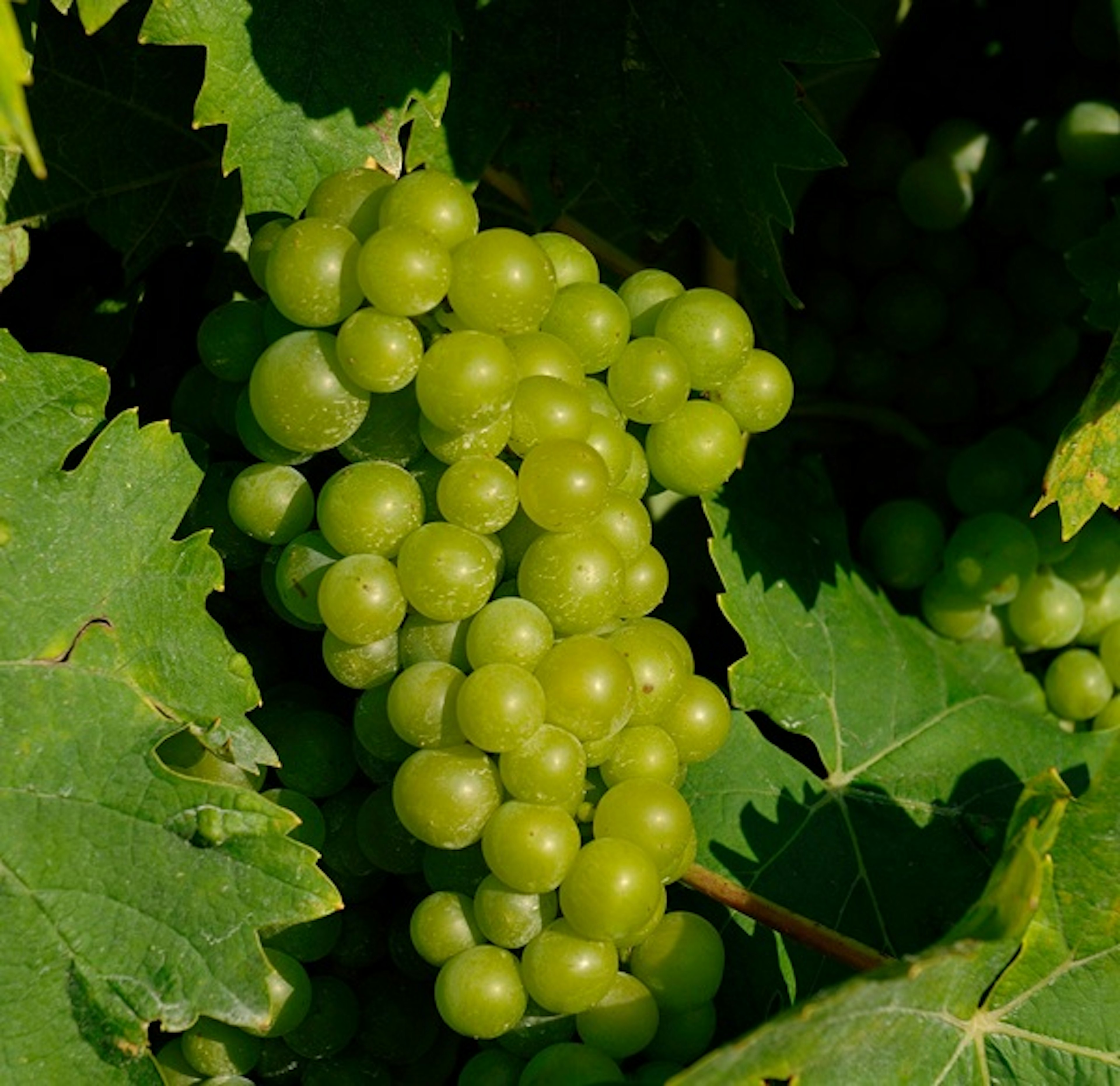 clairette
