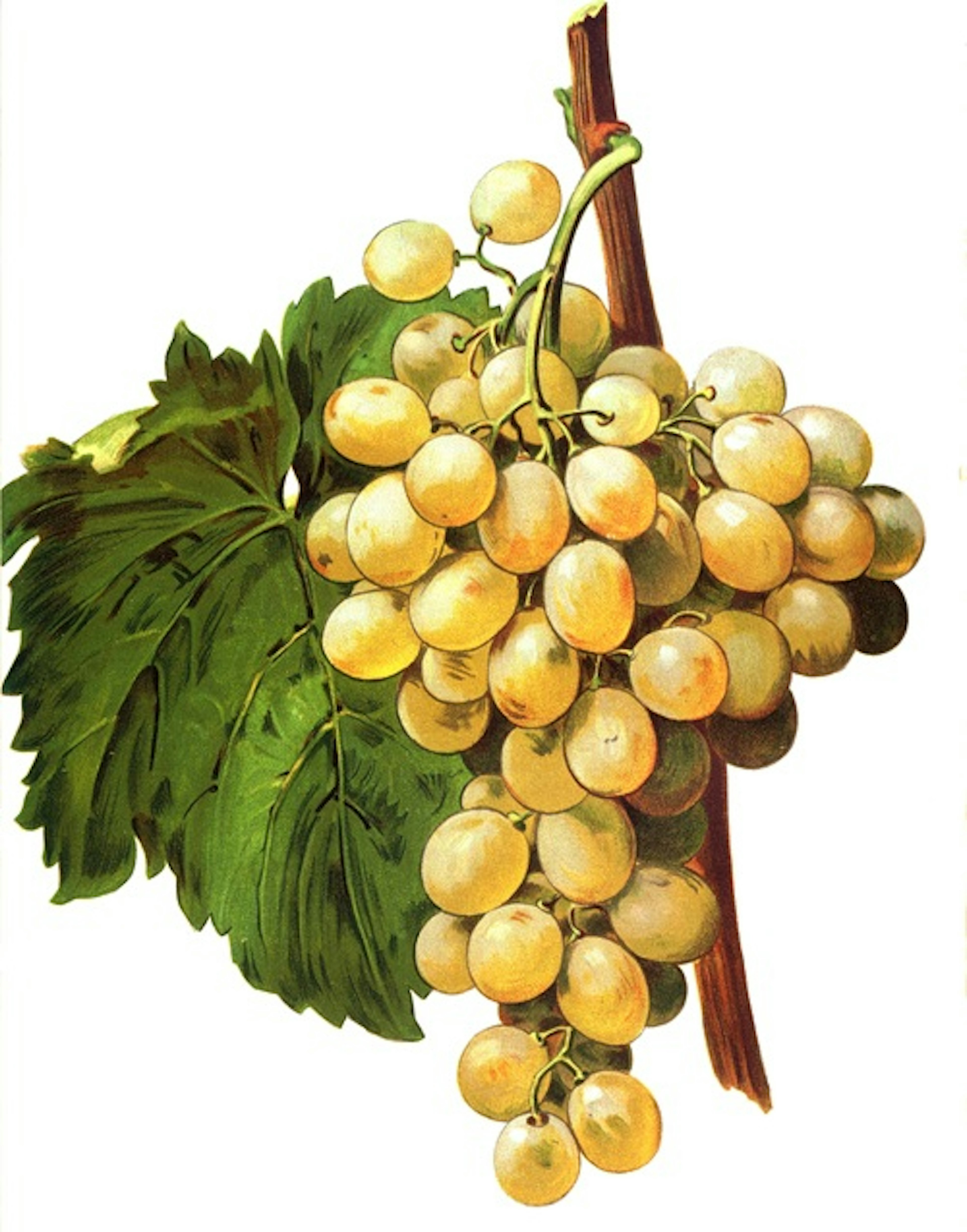 furmint