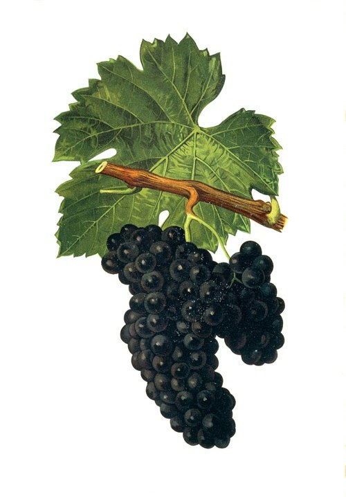 negrette