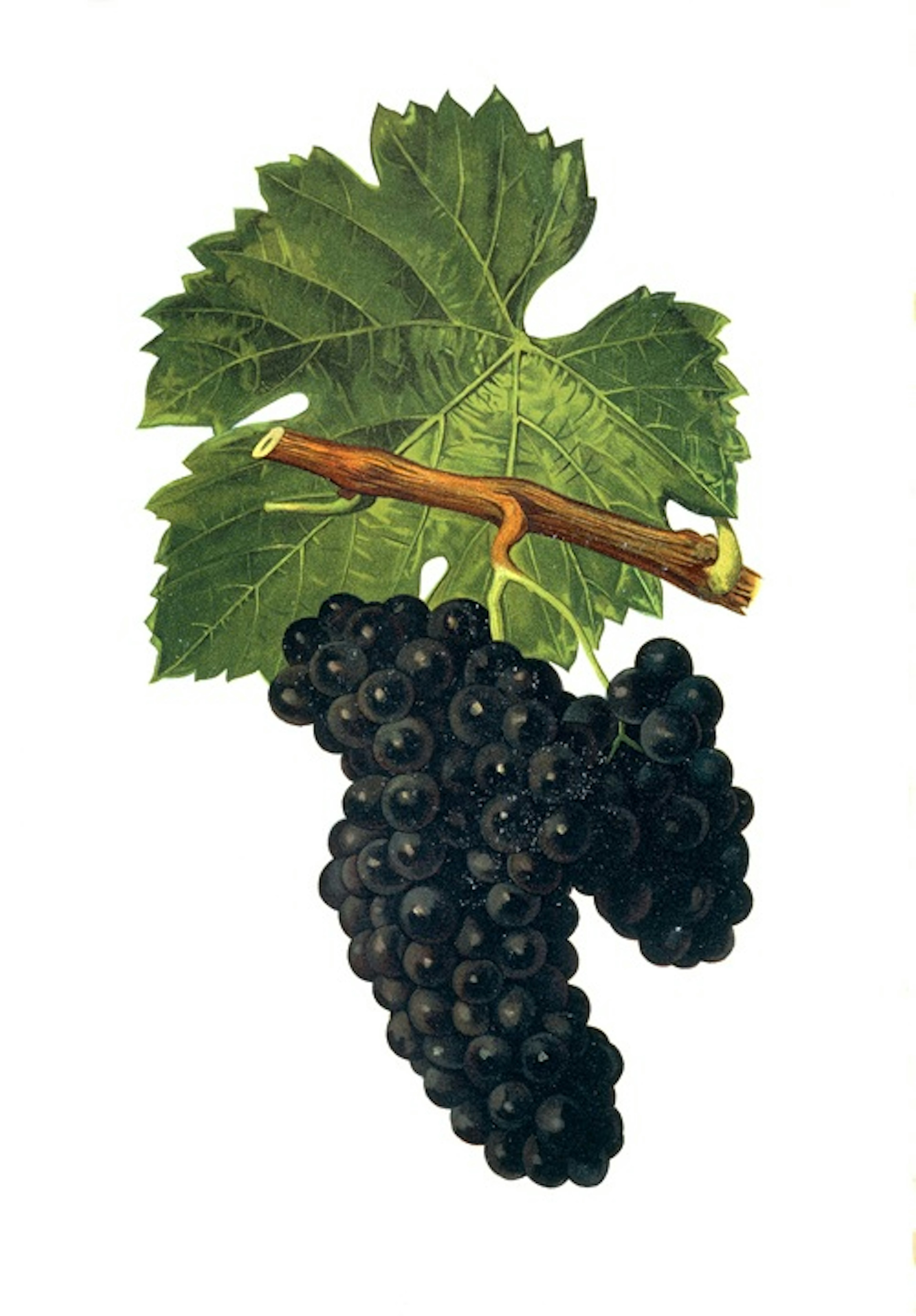 negrette