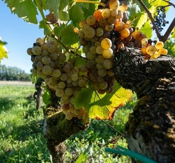 Sémillon