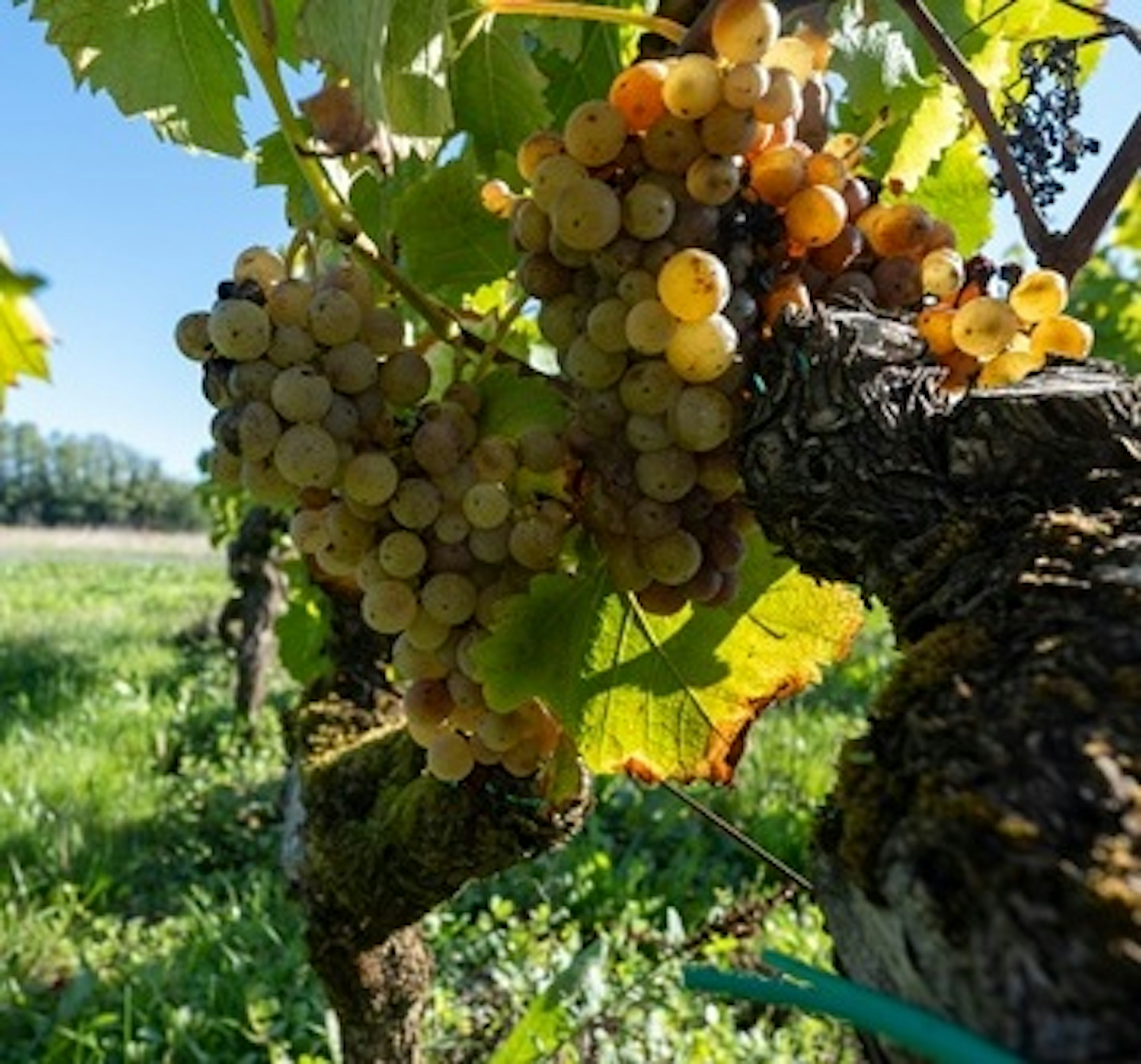 Sémillon
