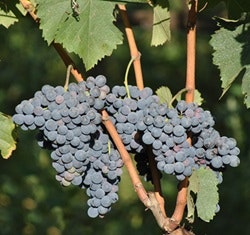 Nero d'Avola
