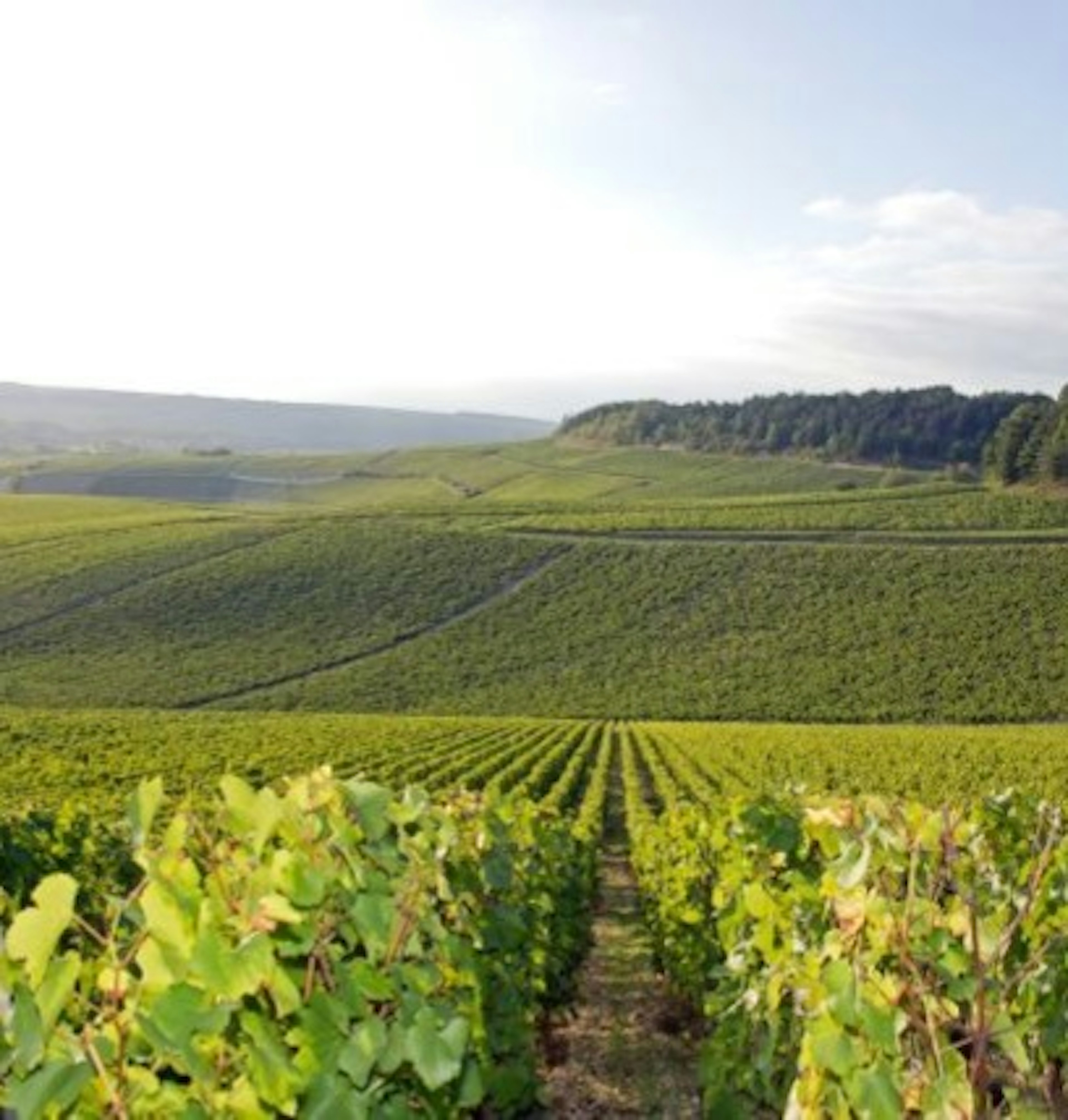 bourgogne passetoutgrain