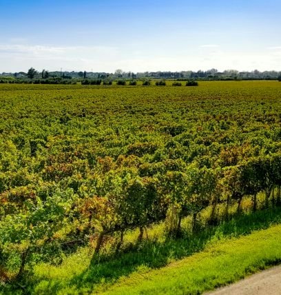 francs côtes de bordeaux