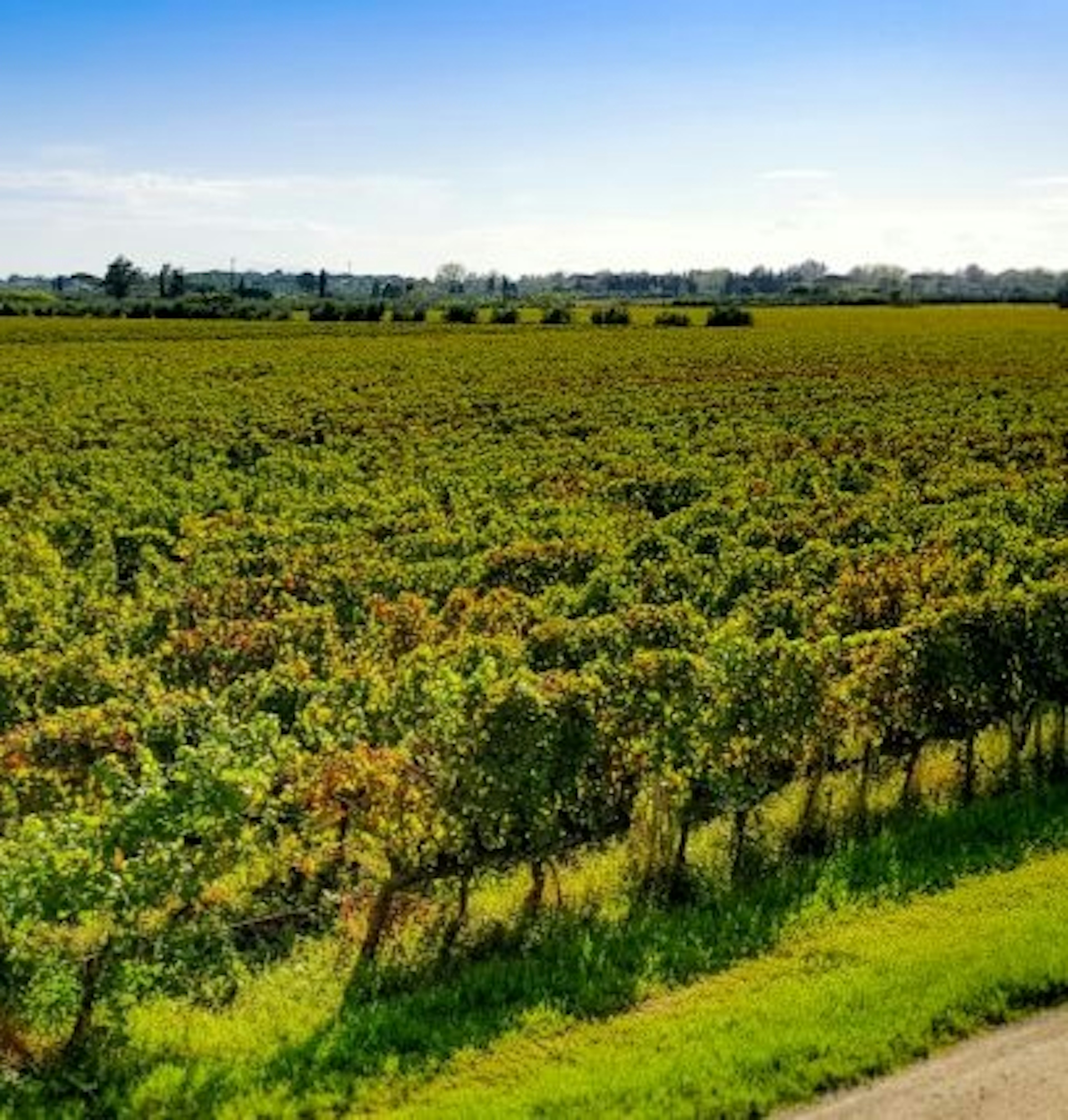 francs côtes de bordeaux