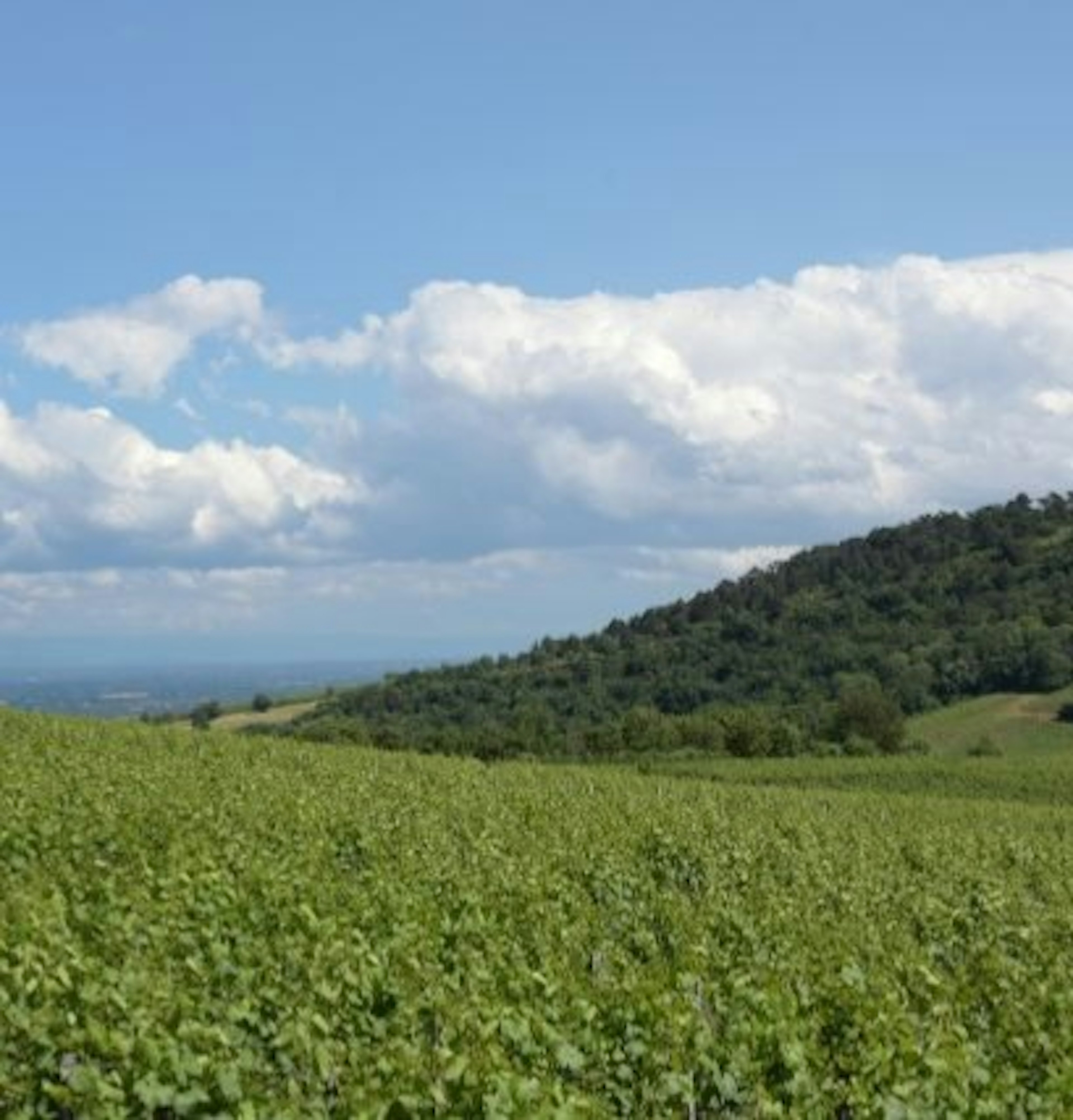 pouilly vinzelles